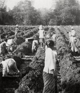 Vorbereitung der Bewässerungskanäle auf einer Zuckerplantage, Java, Niederländisch-Ostindien, 1927
