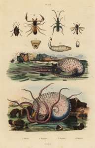 Pseudoskorpion, Chthonius orthodactylus, Octyptera bicolor, Tuberkulöser pelagischer Oktopus, Ocythoe tuberculata, und Falscher Ölkäfer, Oedemera nobilis
