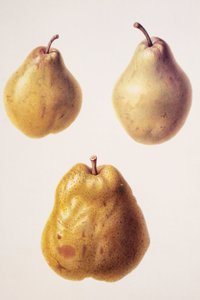 Pyrus communis/Birne 