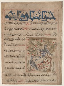 Eigenschaften von Ringeltauben recto, Über die Vorteile von Wachteln verso, ca. 1300 von Unbekannt
