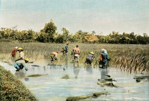 Recolte Du Riz, Reisernte, 1900