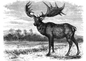 Rekonstruktion des irischen Elchs Megaloceros, ca. 1880
