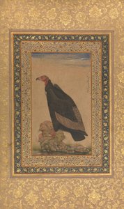 Rotkopfgeier, Folio aus dem Shah Jahan Album, recto und verso: frühes 19. Jahrhundert von Unbekannt
