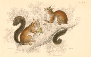 Rotes Eichhörnchen Sciurus vulgaris, baumbewohnendes Nagetier, heimisch in Europa und Asien, 1828