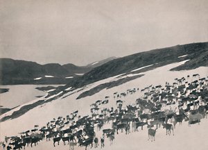 Rentiere in den Bergen, 1914
