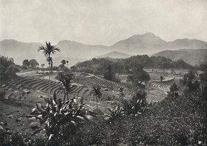 Reisfelder in Terrassen angelegt, 1926