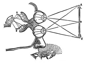 Rene Descartes Illustration der Koordination der Sinne, 1692