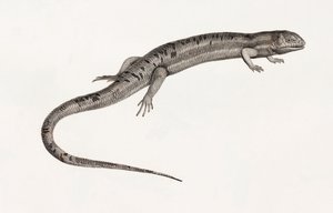 Reptilien: gigantische Anolis