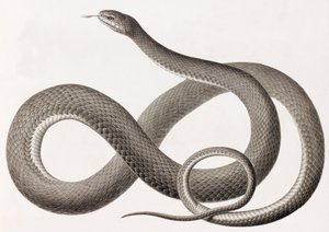 Reptilien: eine Nahaufnahme einer Illustration einer Schlange