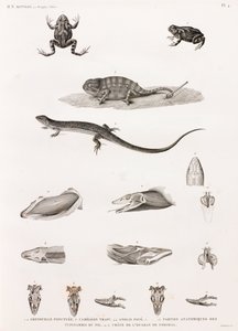 Reptilien: Serie von Illustrationen von Reptilien