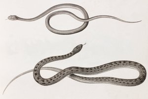 Reptilien: zwei Nahaufnahmen von Illustrationen von Schlangen