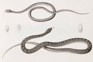Reptilien: Zwei Nahaufnahmen von Abbildungen von Schlangen