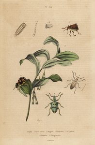 Rhigus-, Platyoma- und Cyphus-Rüsselkäfer, Borstige Tausendfüßler und Salomonssiegel