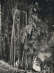 Riesenbambus Dendrocalamus giganteus in Peradeniya bei Kandy, 1926 von Unbekannt