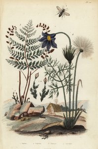 Felsenmoos, Andraea rupestris, Sandbiene, Andrena agilissima, Blütenfarn, Anemia adiantifolia, und Küchenschelle, Anemone pulsatilla