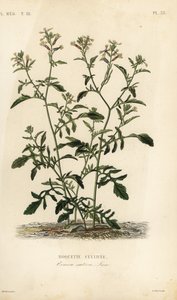 Rucola