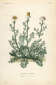 Römische Kamille, Chamaemelum nobile