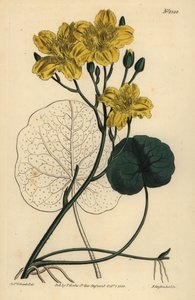 Fieberklee, Menyanthes sarmentosa