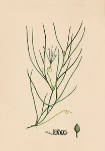Ruppia spiralis. Große Ruppia, 19. Jahrhundert
