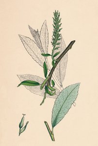 Salix phylicifolia, var. radicans. Teeblättrige Weide, var. a., 19. Jahrhundert