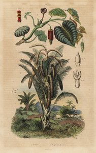 Sandbüchsenbaum und Sagopalme