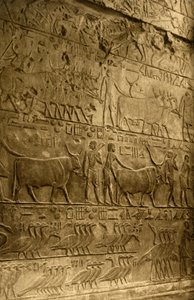Saqqara - Grab des Ptahotep - Wanddekoration