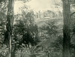 Szene in Upper Gembrook, Victoria, 1901 von Unbekannt
