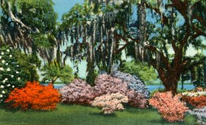 Szene in den Belle Isle Gardens, nahe Georgetown, S.C., 1942