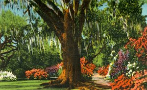 Szene in den Magnolia Gardens, nahe Charleston, S.C., 1942 von Unbekannt