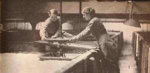 Hefe in einer Brauerei in Burton-On-Trent festschrauben, ca. 1916, 1935 von Unbekannt