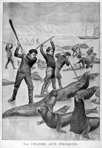 Robbenjagd, Neufundland, 1902