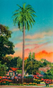 Serra Palm. Die erste Palme in Kalifornien, um 1941 von Unbekannt