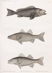 Serran Tauvin; Perche Noct & Perche Sinueuse von Unbekannt