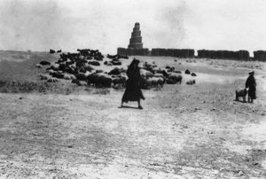 Schafe weiden außerhalb von Samarra, Mesopotamien, 1918