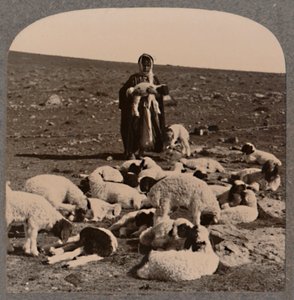 Hirte und Herde, um 1900