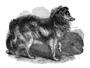Hirtenhund, 1848
