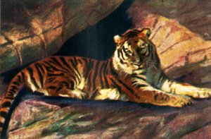 Sibirischer Tiger, ca. 1928 von Unbekannt