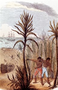 Sklaven beim Anbau von Zuckerrohr in Westindien, 1852 von Unbekannt
