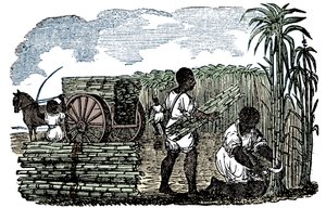 Sklaven bei der Zuckerrohrernte in Louisiana, 1833