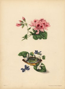 Smiths Geranie, Vorliebe; Die süße lila und weiß blühende Veilchen, Reinheit der Gefühle, Aufrichtigkeit, Bescheidenheit & Unschuld von Unbekannt