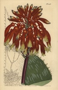 Seifenaloe oder Zebra-Aloe, Aloe maculata