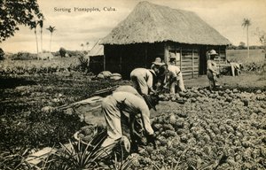 Sortieren von Ananas, Kuba, späte 19. bis frühe 20. Jahrhundert von Unbekannt