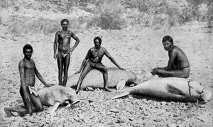 Gespießtes Seekuh, Nordwest-Australien von Unbekannt