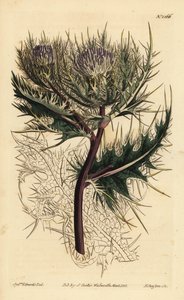 Stacheligste Distel, Cirsium spinosissimum (Federköpfiger Cnicus, Cnicus spinosissimus)
