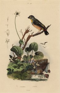 Gefleckter Pardalote