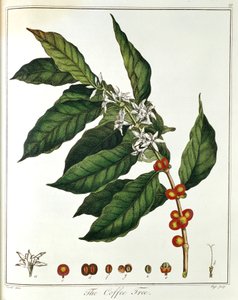 Zweig von Kaffee Coffea arabica mit Blüten und Bohnen, 1798 von Unbekannt