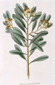 Zweig von weißem Zimt Canella alba, 1823