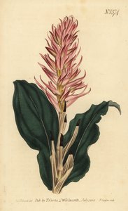 Stenorrhynchos speciosum Orchidee von Unbekannt