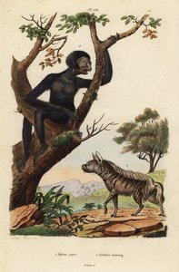 Gestreifte Hyäne und Siamang, gefährdet