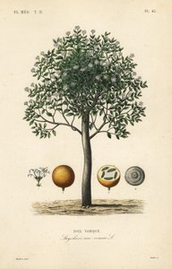 Strychninbaum, Brechnuss, Giftbaum oder Strychnosamen, Strychnos nux-vomica von Unbekannt